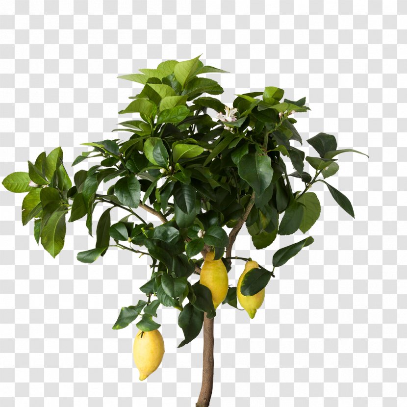 Lemon Houseplant IKEA Flowerpot - Food - Tropical Fruit Transparent PNG