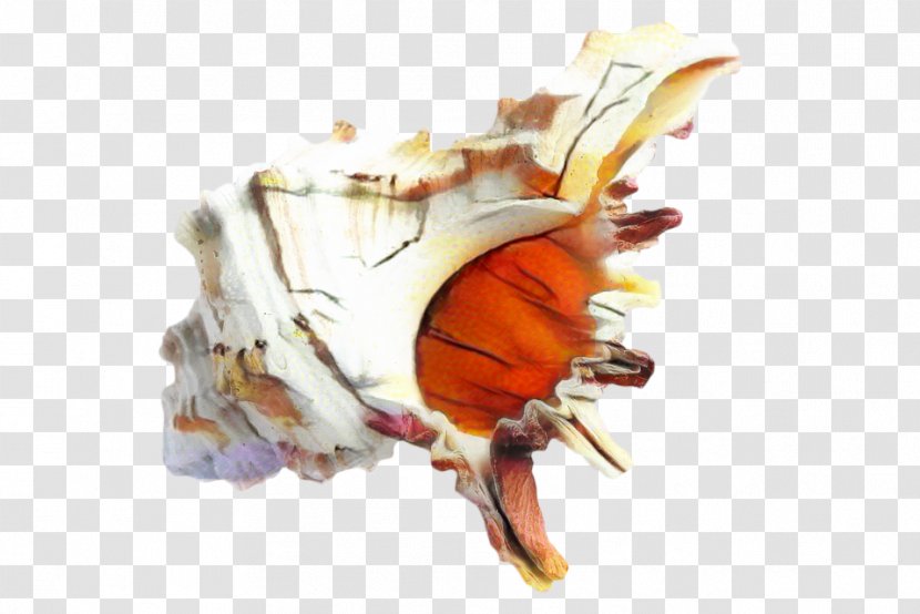 Snail Cartoon - Orange Sea Transparent PNG
