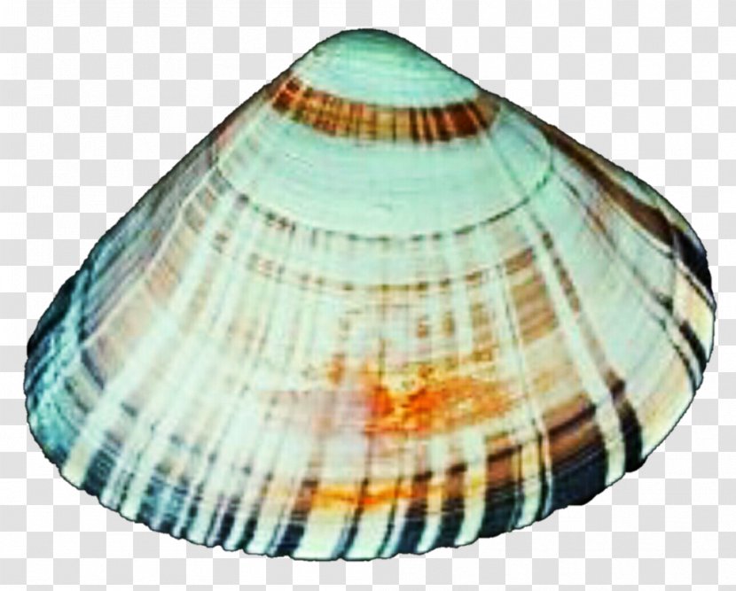 Clam Cockle Mussel Oyster Veneroida - Seashell Transparent PNG