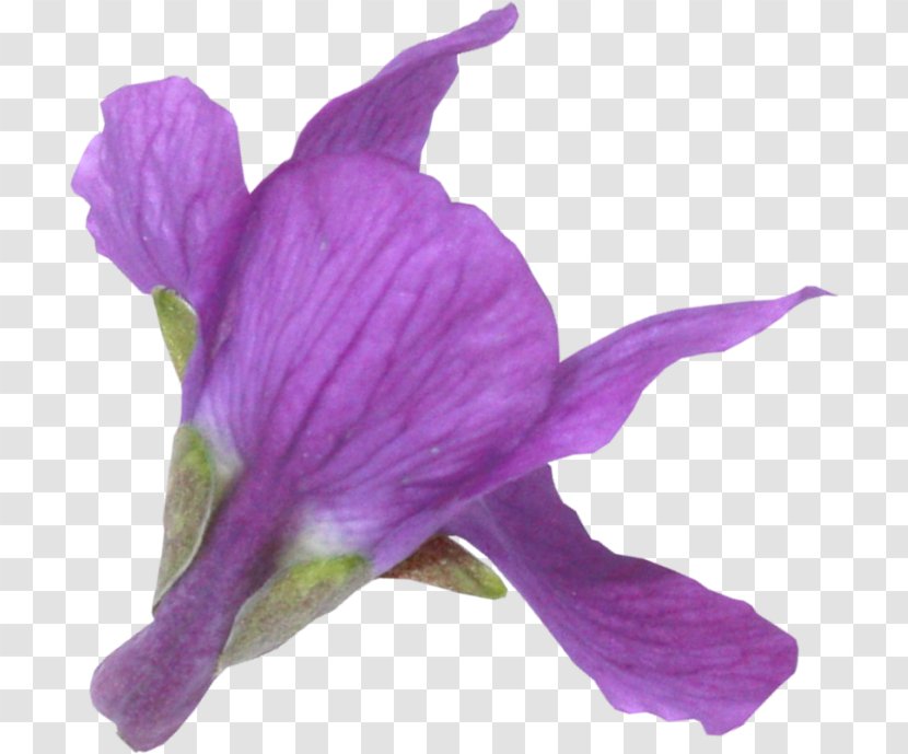 Petal - Flowering Plant - Iris Family Transparent PNG