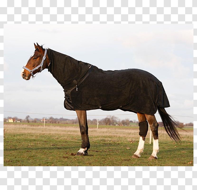 Halter Stallion Equestrian Bridle Pony - Ranch - ÑˆÑ€Ð¸Ñ„Ñ‚ Supreme ÑÐºÐ°Ñ‡Ð°Ñ‚ÑŒ Transparent PNG