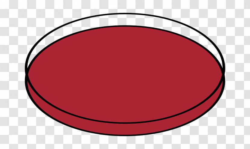 Circle Wikimedia Commons Clip Art - Oval - Petri Dish Picture Transparent PNG
