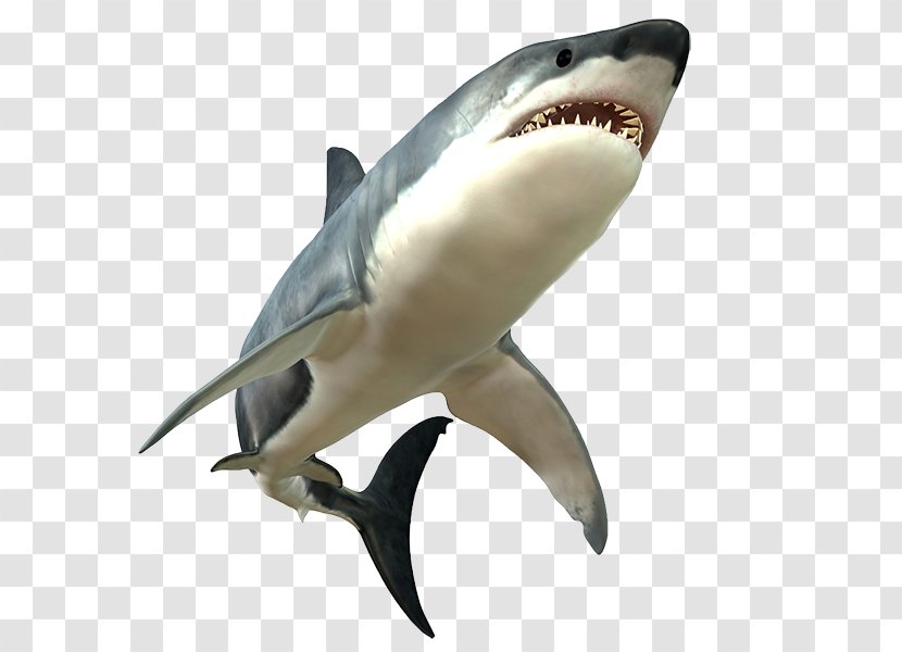 Great White Shark Clip Art - Requiem - Picture Transparent PNG