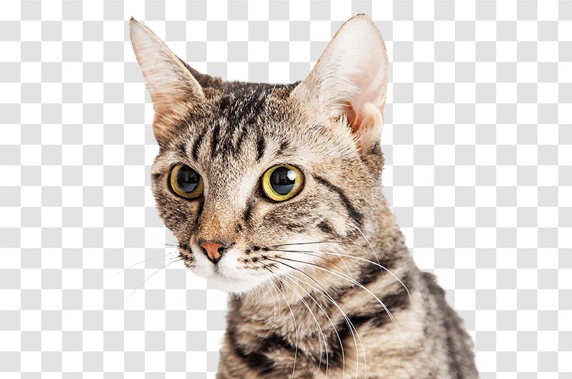 Tabby Cat Kitten Stock Photography British Shorthair Persian - Carnivore - House Transparent PNG