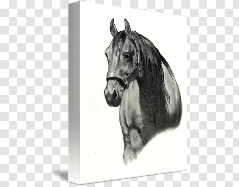 Horse Drawing Paper Sketch - Leonardo Da Vinci - Front Transparent PNG
