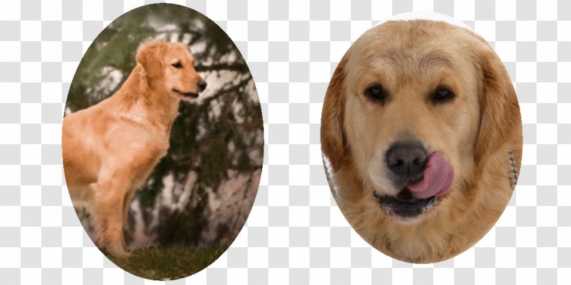 Golden Retriever Dog Breed Sporting Group - Crossbreed Transparent PNG
