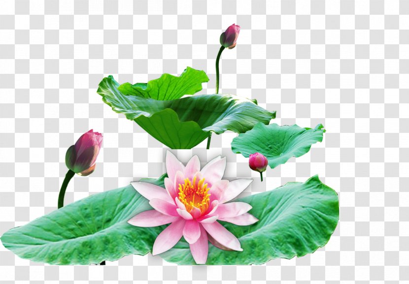 Aquatic Plant Petal Leaf Annual Herbaceous - Lotus Transparent PNG