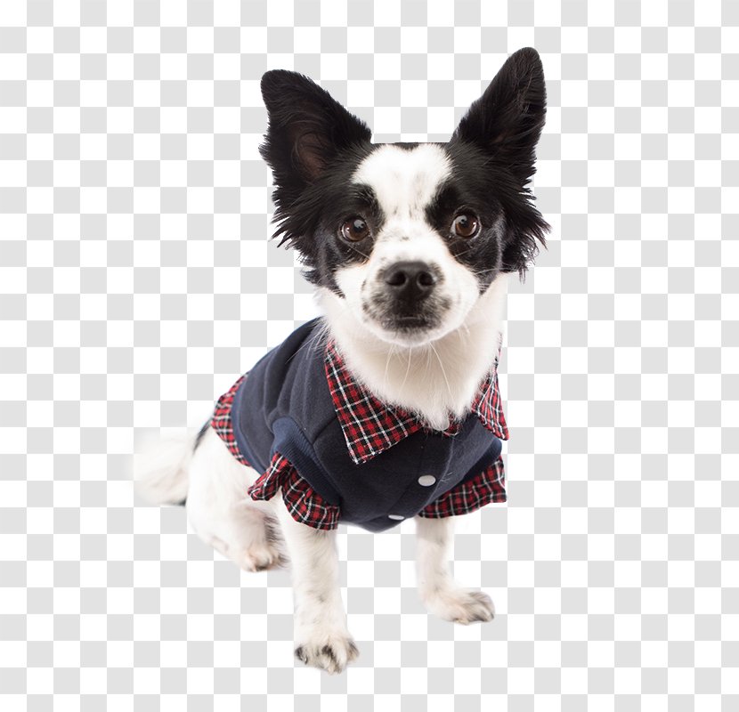 Dog Breed Chihuahua Puppy Pug Siberian Husky - Carnivoran Transparent PNG