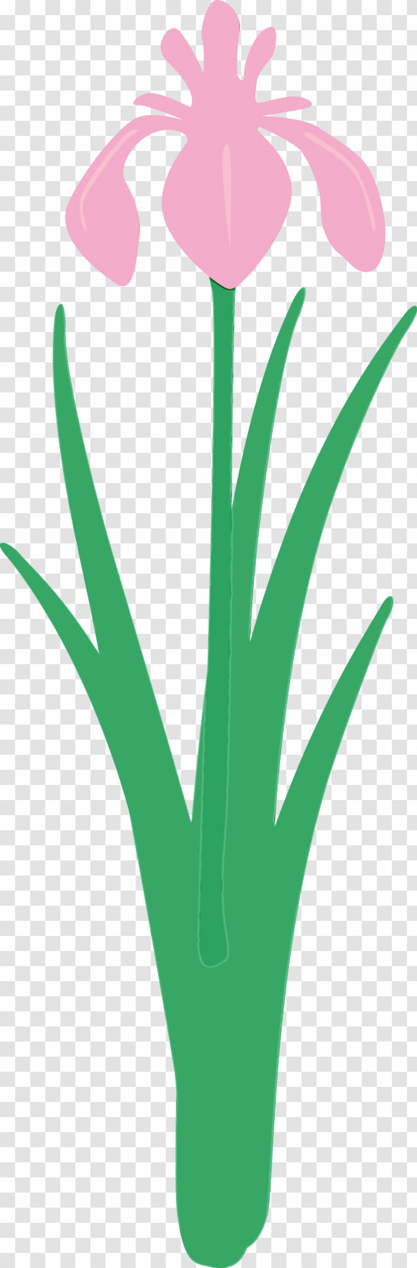 Green Leaf Grass Grass Family Plant Transparent PNG