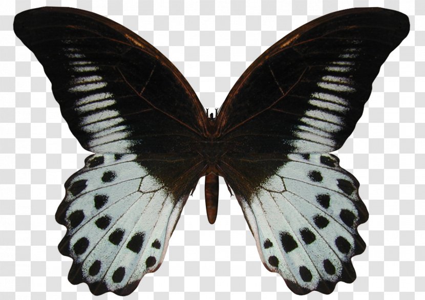 Butterfly Papilio Polymnestor Geranium Bronze Blog - Wing Transparent PNG