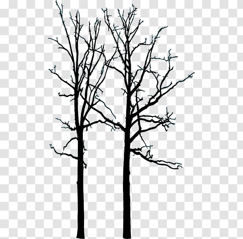 Hareskoven Tree Drawing - Black And White - TWIG Transparent PNG