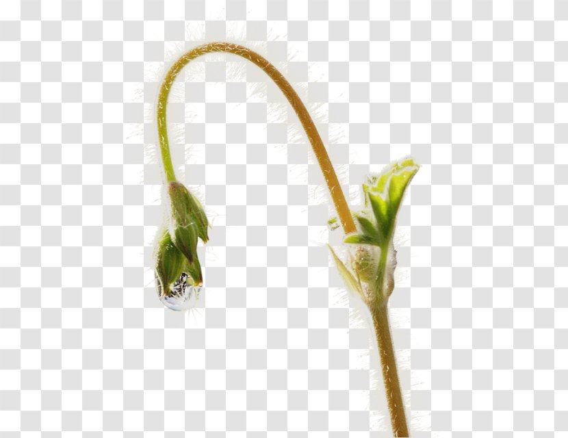 Garden Scorpion Grasses Plant Stem Flower - Drops For Plants Transparent PNG