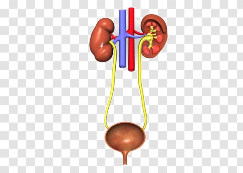Excretory System Urinary Tract Infection Urine Bladder Genitourinary - Tree - Kidney Transparent PNG