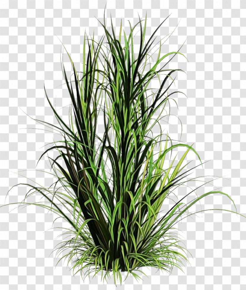 Grass Plant Terrestrial Houseplant Family - Herb Leaf Transparent PNG