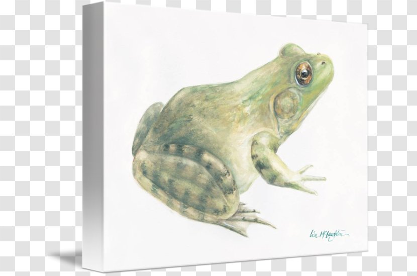 American Bullfrog True Frog Toad Tree Transparent PNG