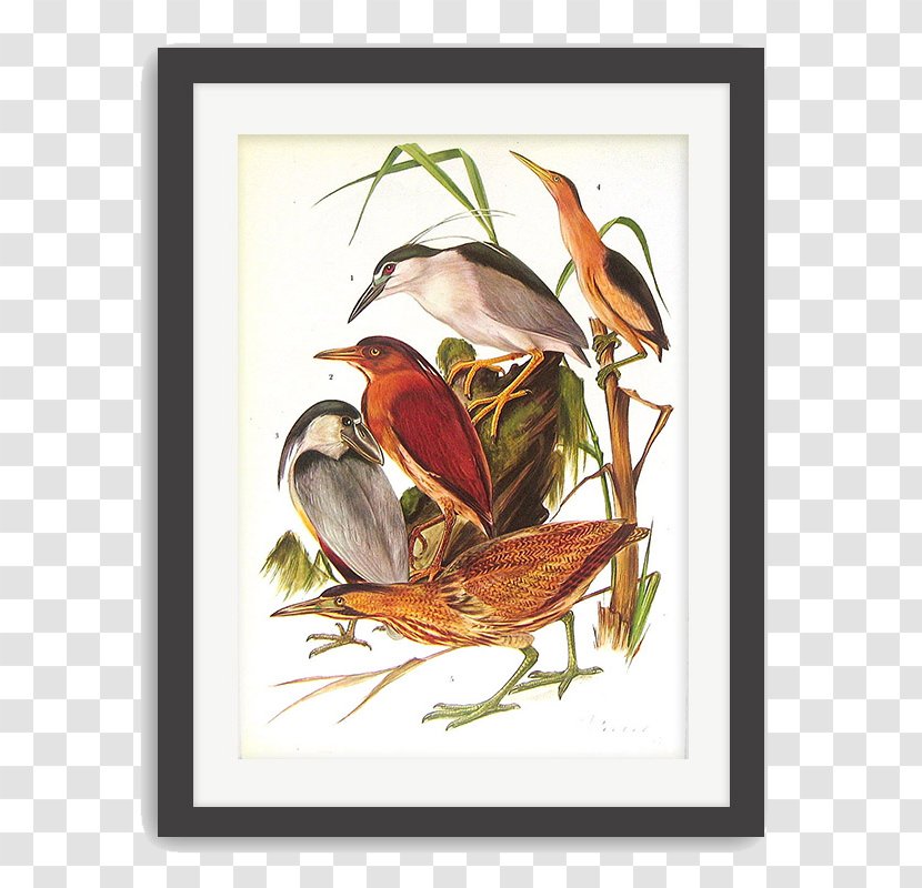 The Illustrated Encyclopedia Of Birds Grzimeks Animal Life Bookplate - Floral Design - Bird's Nest Transparent PNG