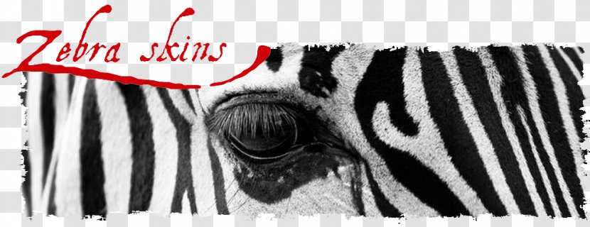 Zebra Black And White In Captivity Zoo - Horse Like Mammal - Skin Transparent PNG