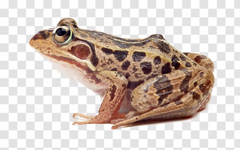 True Frog Common Wallpaper - Reptile - Handsome Brown Physical Map Transparent PNG