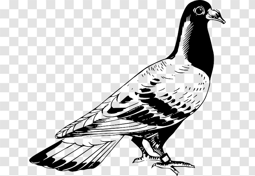 Homing Pigeon English Carrier Columbidae Drawing Release Dove - Beak - Silhouette Transparent PNG