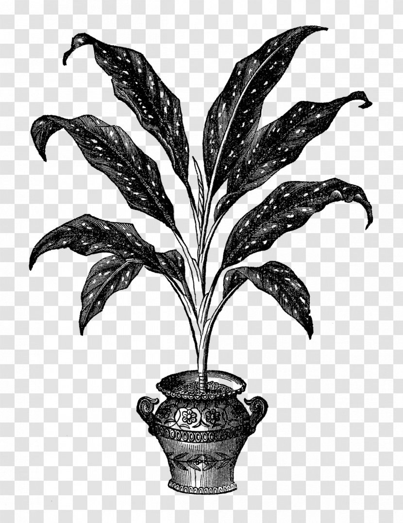 New And Rare Beautiful-leaved Plants Houseplant Flowerpot Leaf - Vase Transparent PNG