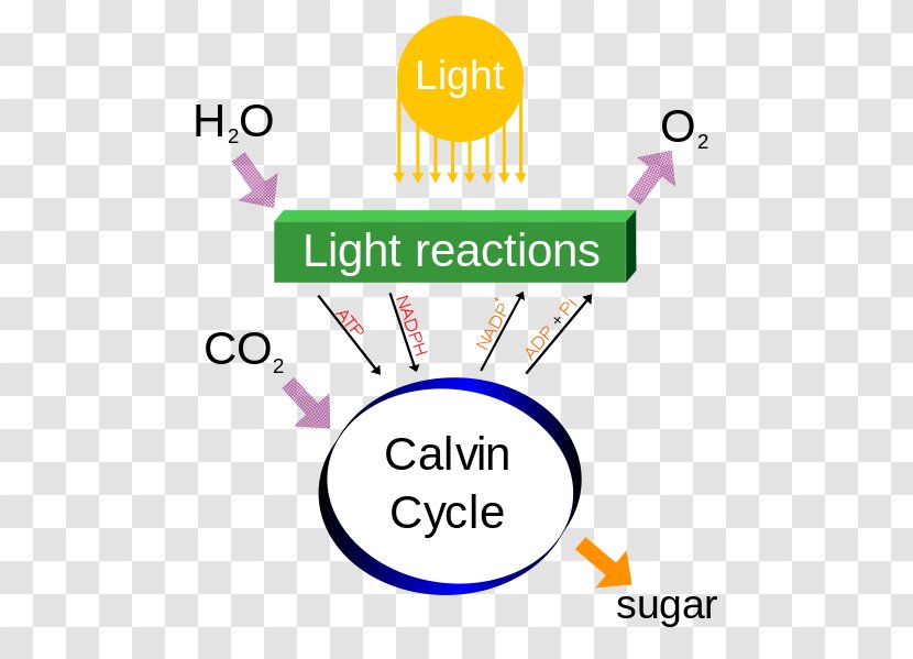 Photosynthesis Process Metabolism Plants Light-dependent Reactions - Chemical Reaction - Natural Light Source Transparent PNG