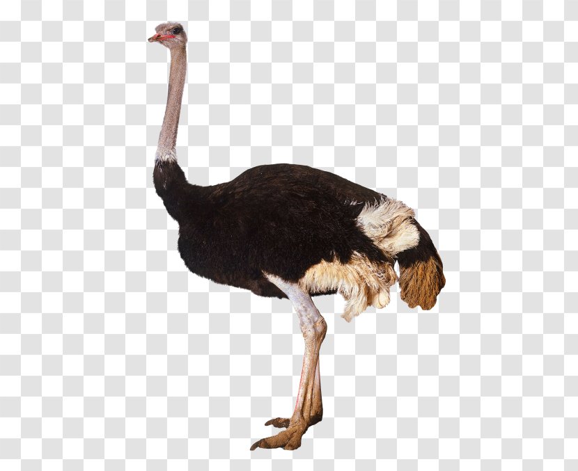 Common Ostrich Bird Clip Art - Beak Transparent PNG