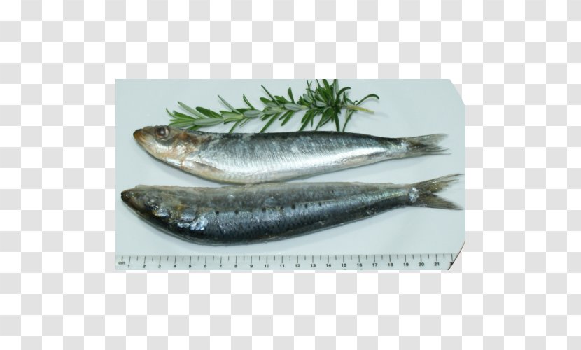 Sardine Pacific Saury Fish Products Capelin Mackerel - Herring Family Transparent PNG