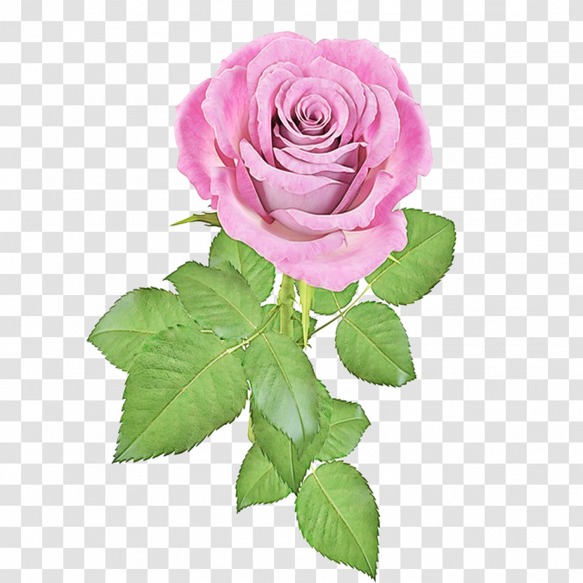 Garden Roses Transparent PNG