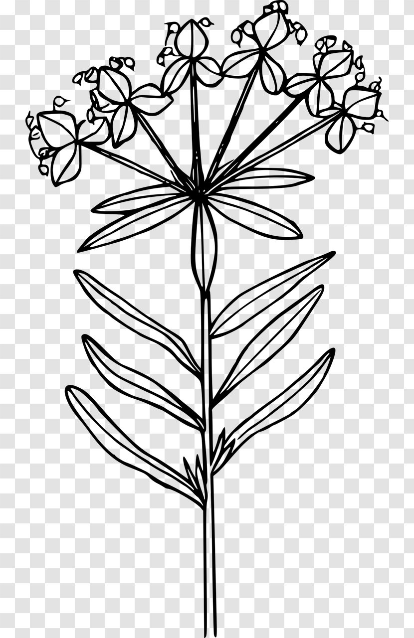 Wildflower Leafy Spurge Clip Art - Twig Transparent PNG