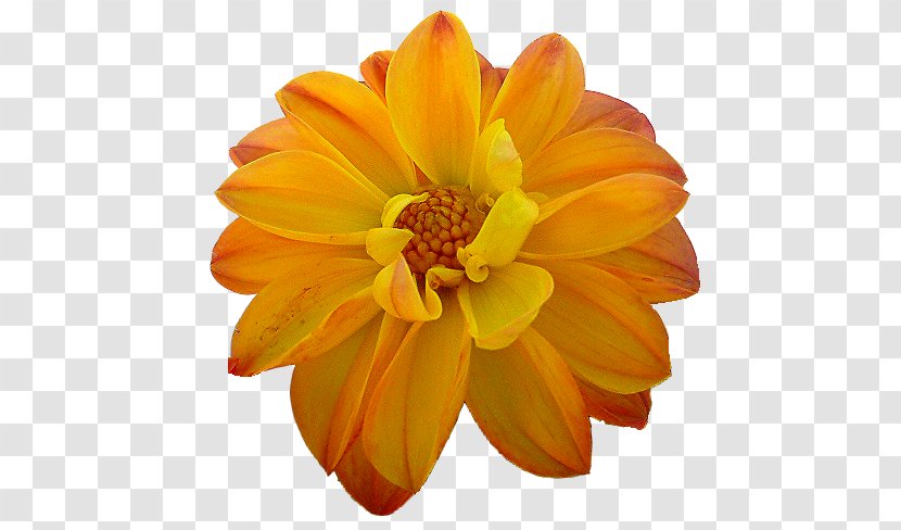Dahlia Orange Flower Yellow - Calendula Transparent PNG