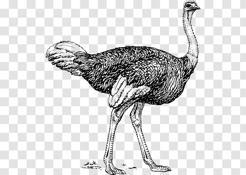 Common Ostrich Bird Drawing Line Art Clip Transparent PNG