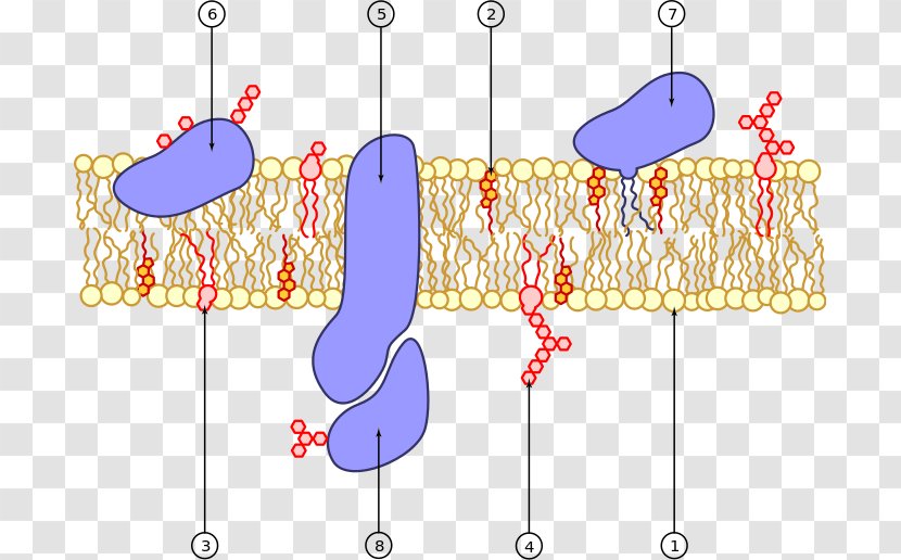Cell Membrane Biological Transport Protein - Heart - Cartoon Transparent PNG