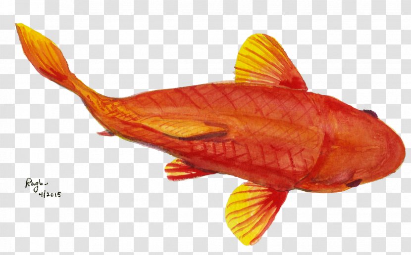 Goldfish Fauna - Organism - Stingray Fish Transparent PNG