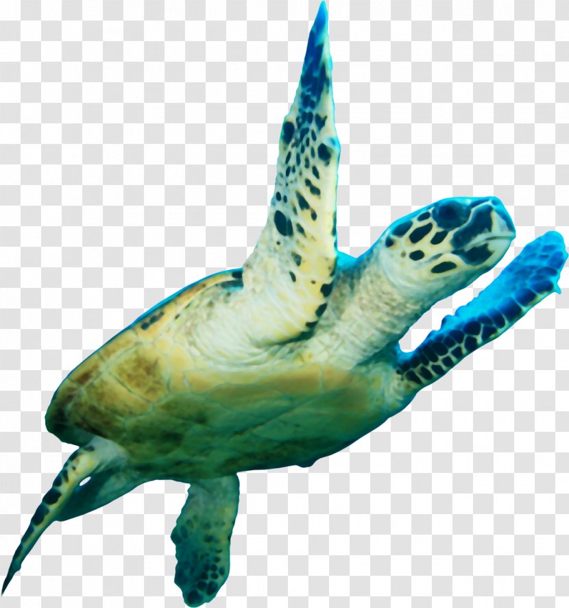 Loggerhead Sea Turtle Icon Transparent PNG