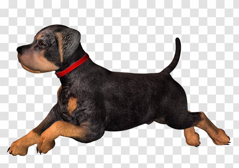 Rottweiler Dachshund Puppy Clip Art - Carnivoran - Free High Resolution Clipart Transparent PNG