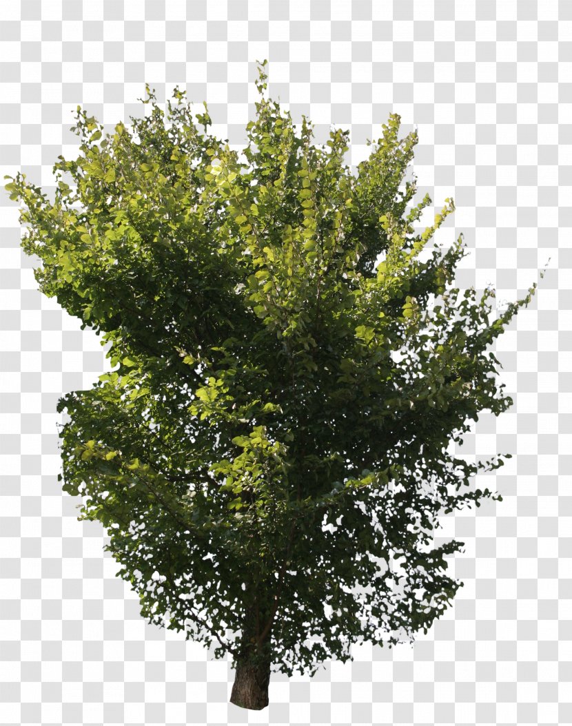 Askur English Oak Eucalyptus Globulus Tree Lindens - Deciduous - Green Transparent PNG