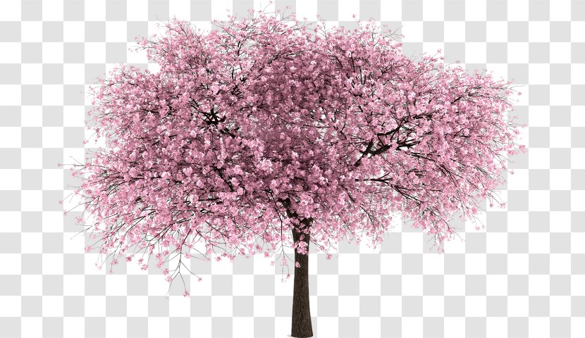Cherry Blossom Tree - Flowering Plant Transparent PNG
