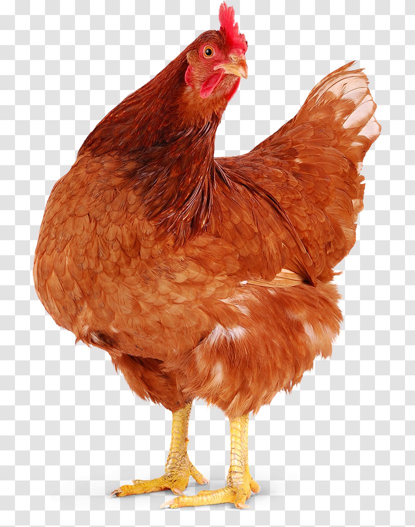 Chicken Meat Hen Poule Pondeuse Rooster Transparent PNG