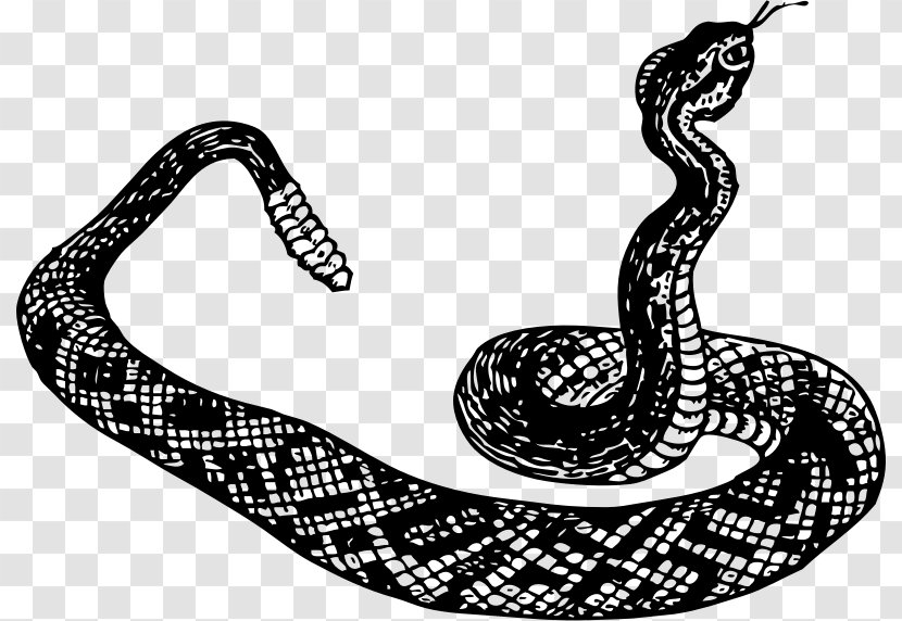 Snake Black And White Vipers Clip Art - Venom - Snakes Transparent PNG