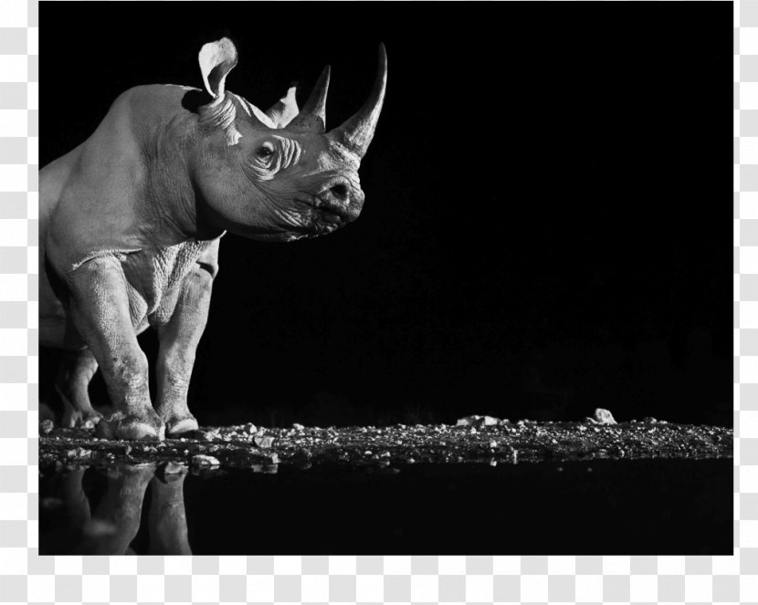 Dürer's Rhinoceros Lewa Wildlife Conservancy Ten Rhino Poems Antimanual De Filosofia / Philosophy - Western Black Transparent PNG