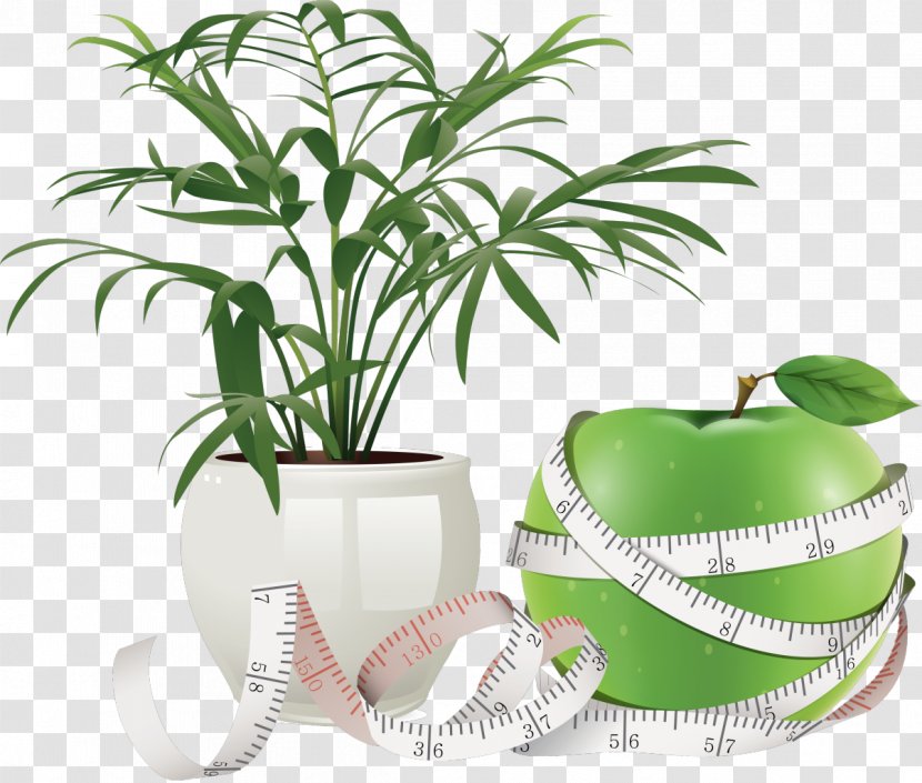 Flowerpot Health Care Woman - Palm Tree - Plants Transparent PNG