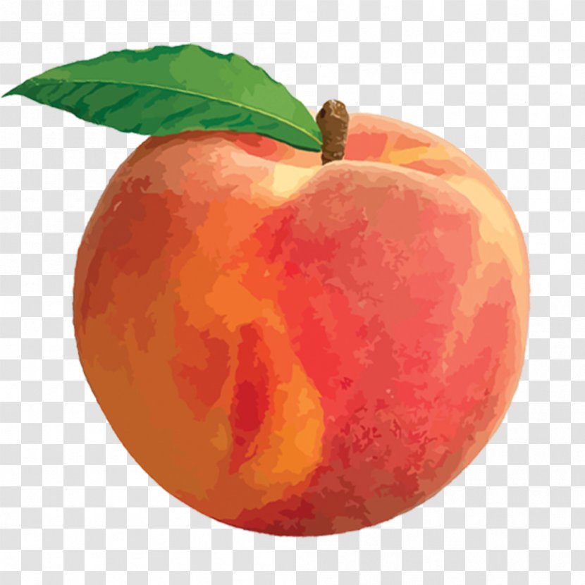 Peach Clip Art - Citrus Transparent PNG
