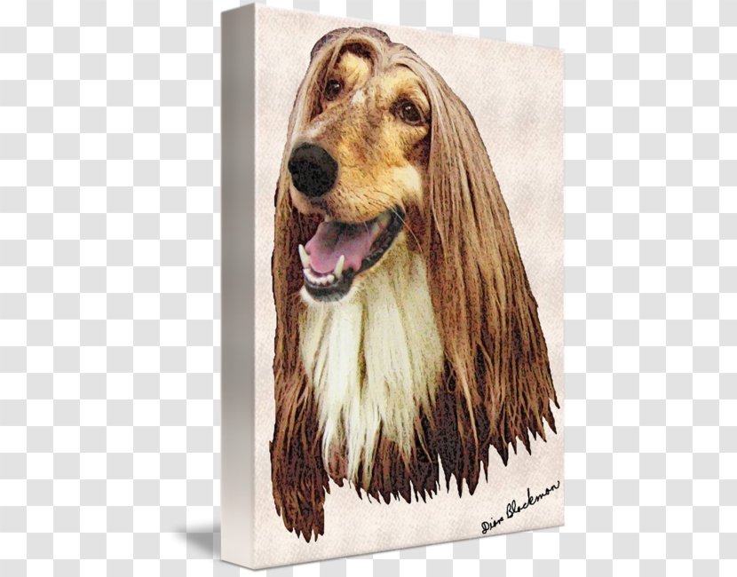 Afghan Hound Dog Breed Spaniel Snout Afghanistan Transparent PNG