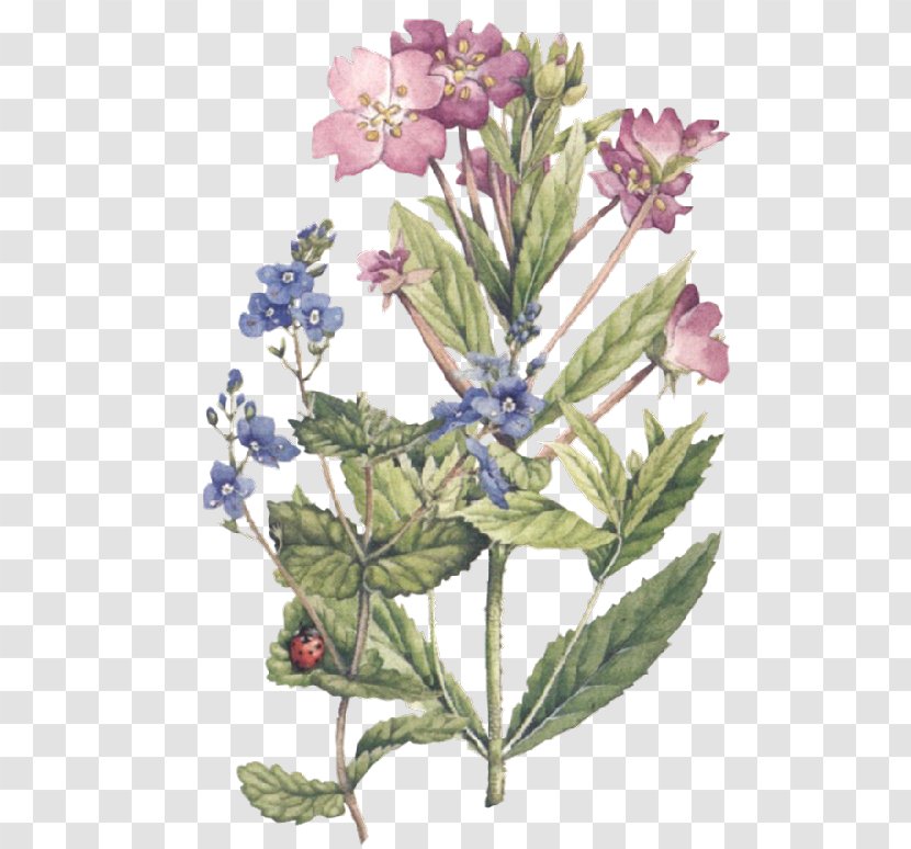 Botany Botanical Illustration Watercolor Painting - Flower Transparent PNG