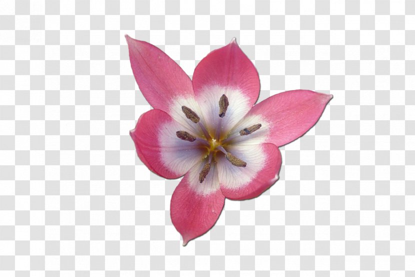 Tulip Clip Art Flower Petal - Lale Transparent PNG