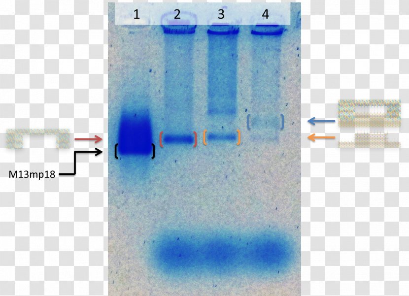 Gel Electrophoresis Of Nucleic Acids DNA Origami - Openwetware Transparent PNG