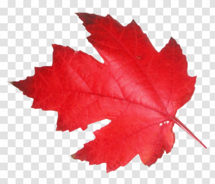 Maple Leaf - Canada - Tree Transparent PNG