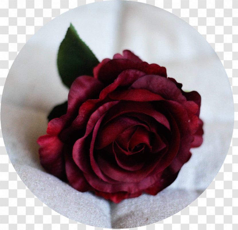 Garden Roses Cabbage Rose Cut Flowers Petal - Blood Donation Transparent PNG