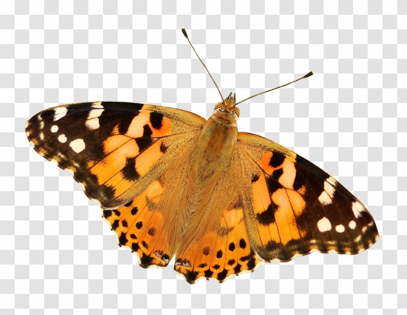 Butterfly Insect Transparency Image - Monarch Transparent PNG