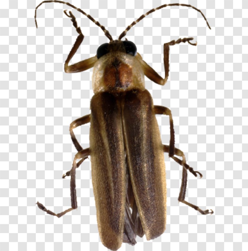 Beetle Firefly Clip Art - Organism - Brown Insects Transparent PNG